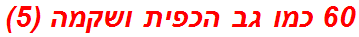 60 כמו גב הכפית ושקמה (5)