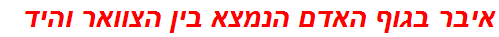 איבר בגוף האדם הנמצא בין הצוואר והיד