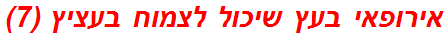 אירופאי בעץ שיכול לצמוח בעציץ (7)