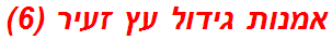 אמנות גידול עץ זעיר (6)