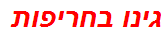 גינו בחריפות