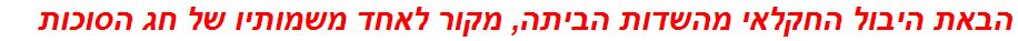 הבאת היבול החקלאי מהשדות הביתה, מקור לאחד משמותיו של חג הסוכות