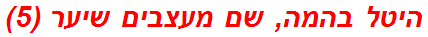 היטל בהמה, שם מעצבים שיער (5)