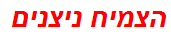 הצמיח ניצנים