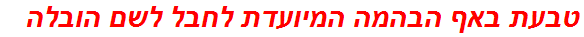 טבעת באף הבהמה המיועדת לחבל לשם הובלה