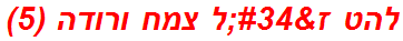 להט ז"ל צמח ורודה (5)