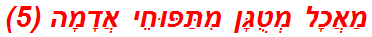 מַאֲכָל מְטֻגָּן מִתַּפּוּחֵי אֲדָמָה (5)