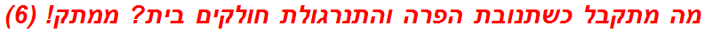 מה מתקבל כשתנובת הפרה והתנרגולת חולקים בית? ממתק! (6)