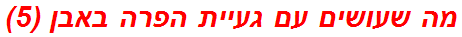 מה שעושים עם געיית הפרה באבן (5)