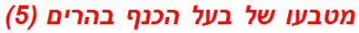 מטבעו של בעל הכנף בהרים (5)