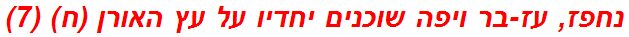 נחפז, עז-בר ויפה שוכנים יחדיו על עץ האורן (ח) (7)