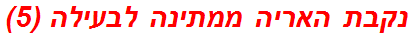 נקבת האריה ממתינה לבעילה (5)