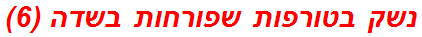 נשק בטורפות שפורחות בשדה (6)