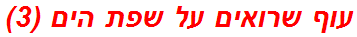 עוף שרואים על שפת הים (3)