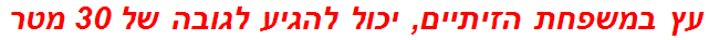 עץ במשפחת הזיתיים, יכול להגיע לגובה של 30 מטר