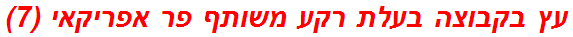 עץ בקבוצה בעלת רקע משותף פר אפריקאי (7)