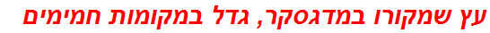 עץ שמקורו במדגסקר, גדל במקומות חמימים