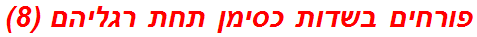 פורחים בשדות כסימן תחת רגליהם (8)