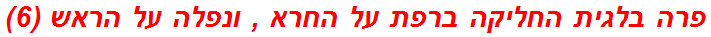 פרה בלגית החליקה ברפת על החרא , ונפלה על הראש (6)