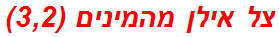 צל אילן מהמינים (3,2)