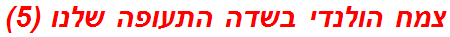 צמח הולנדי בשדה התעופה שלנו (5)