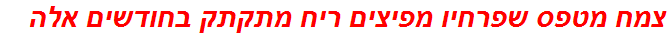 צמח מטפס שפרחיו מפיצים ריח מתקתק בחודשים אלה