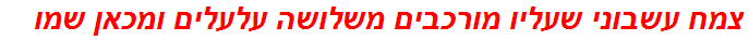 צמח עשבוני שעליו מורכבים משלושה עלעלים ומכאן שמו