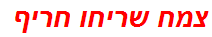 צמח שריחו חריף