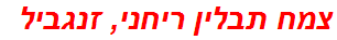 צמח תבלין ריחני, זנגביל