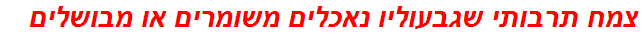 צמח תרבותי שגבעוליו נאכלים משומרים או מבושלים