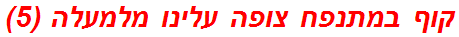 קוף במתנפח צופה עלינו מלמעלה (5)