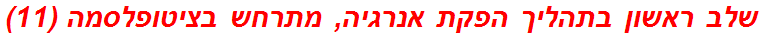 שלב ראשון בתהליך הפקת אנרגיה, מתרחש בציטופלסמה (11)