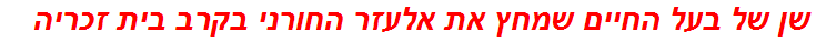 שן של בעל החיים שמחץ את אלעזר החורני בקרב בית זכריה