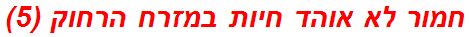 חמור לא אוהד חיות במזרח הרחוק (5)