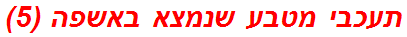 תעכבי מטבע שנמצא באשפה (5)