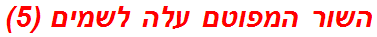 השור המפוטם עלה לשמים (5)