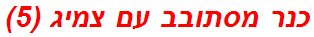 כנר מסתובב עם צמיג (5)