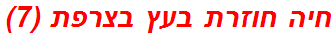 חיה חוזרת בעץ בצרפת (7)