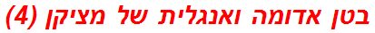 בטן אדומה ואנגלית של מציקן (4)