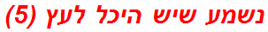 נשמע שיש היכל לעץ (5)