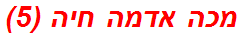 מכה אדמה חיה (5)