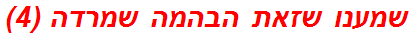 שמענו שזאת הבהמה שמרדה (4)