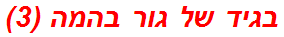 בגיד של גור בהמה (3)