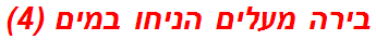 בירה מעלים הניחו במים (4)